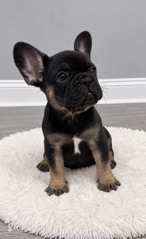 Elvis  – French Bulldog puppy for sale in Barney, GA