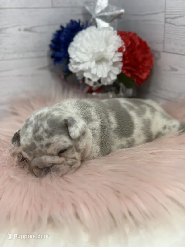 Lilac Merle Tri Stella  – French Bulldog puppy on hold in Barney, GA
