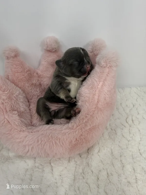 Tansy – French Bulldog puppy for sale in Barney, GA