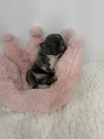 Tansy, a female French Bulldog for sale in Barney, GA – 1 of 5