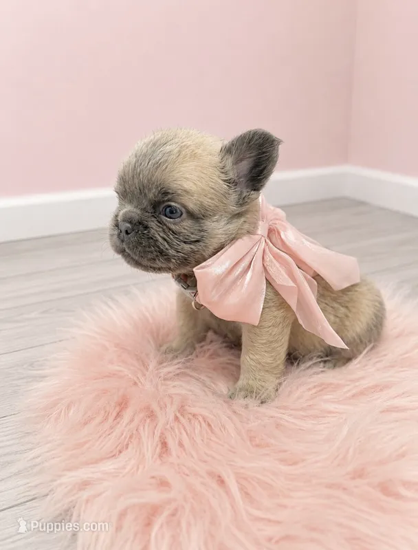 Fluffy Pixie – French Bulldog puppy for sale in Barney, GA
