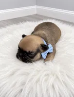 Max, a male French Bulldog for sale in Barney, GA – 3 of 3