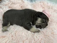 Ayla, a female French Bulldog for sale in Barney, GA – Photo 5 of 8