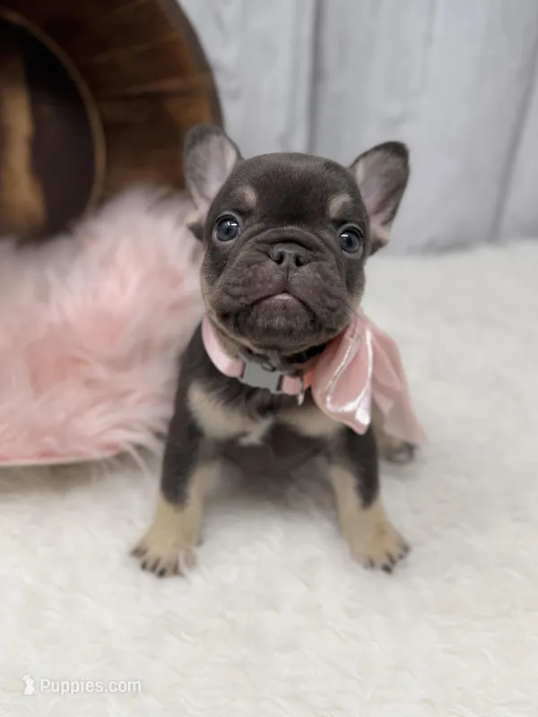 Ayla – French Bulldog puppy for sale in Barney, GA