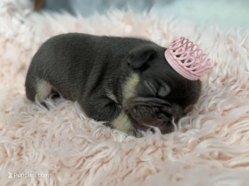 Ayla – French Bulldog puppy for sale in Barney, GA