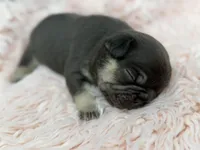 Ayla, a female French Bulldog for sale in Barney, GA – Photo 3 of 8