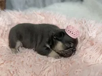 Ayla, a female French Bulldog for sale in Barney, GA – Photo 8 of 8