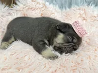 Ayla, a female French Bulldog for sale in Barney, GA – Photo 7 of 8