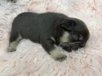 Ayla, a female French Bulldog for sale in Barney, GA – Photo 6 of 8