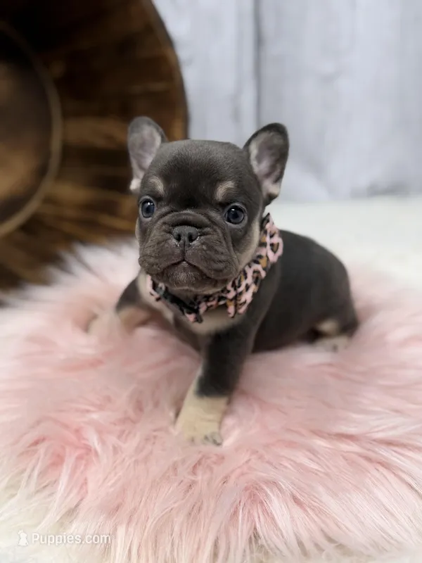 Ayla – French Bulldog puppy for sale in Barney, GA