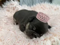 Ayla, a female French Bulldog for sale in Barney, GA – Photo 4 of 8