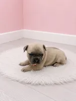 Milly , a female French Bulldog for sale in Barney, GA – 2 of 3