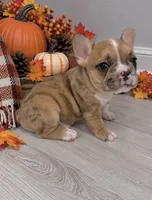 Charles, a male French Bulldog for sale in Barney, GA – 7 of 9