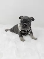 Alex blue tri, a male French Bulldog for sale in Barney, GA – 8 of 8