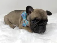 Jonny, a male French Bulldog for sale in Barney, GA – 7 of 7