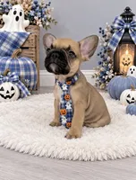 Zeke , a male French Bulldog for sale in Barney, GA – 2 of 6
