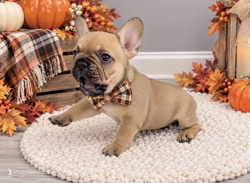 William – French Bulldog puppy for sale in Barney, GA