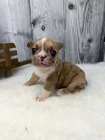 Charles, a male French Bulldog for sale in Barney, GA – 8 of 9