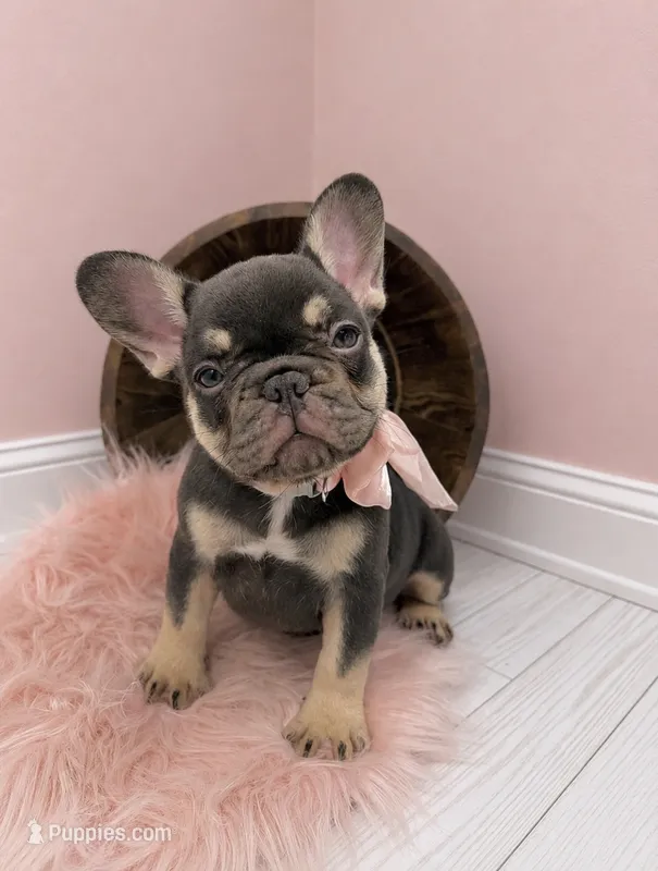 Chocolate Tri Nova  – French Bulldog puppy for sale in Barney, GA