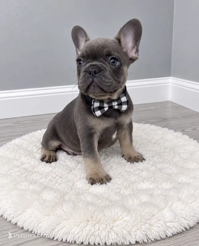 Finn – French Bulldog puppy for sale in Barney, GA