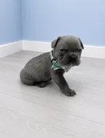 Prince , a male French Bulldog for sale in Barney, GA – 3 of 3