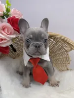 Jonny, a male French Bulldog for sale in Barney, GA – Photo 2 of 5