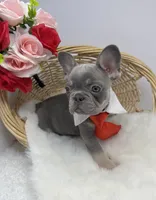 Jonny, a male French Bulldog for sale in Barney, GA – Photo 5 of 5