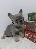 Jonny, a male French Bulldog for sale in Barney, GA – Photo 4 of 5