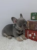 Jonny, a male French Bulldog for sale in Barney, GA – Photo 3 of 5