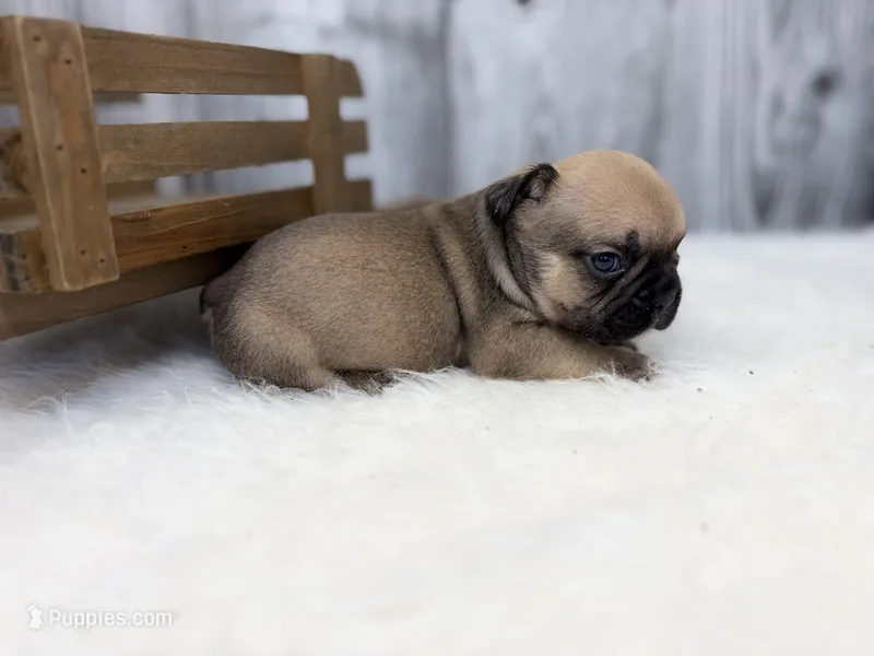 Zeke  – French Bulldog puppy for sale in Barney, GA