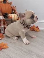 Dexter lilac fawn, a male French Bulldog for sale in Barney, GA – 3 of 10