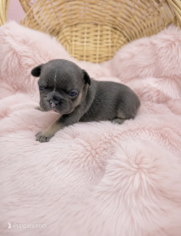 Loves – French Bulldog puppy for sale in Barney, GA