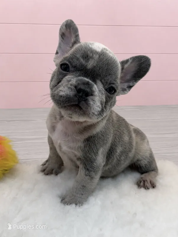 Merle Polly  – French Bulldog puppy for sale in Barney, GA