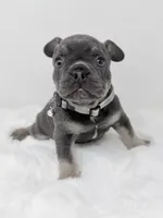 Alex blue tri, a male French Bulldog for sale in Barney, GA – 4 of 8