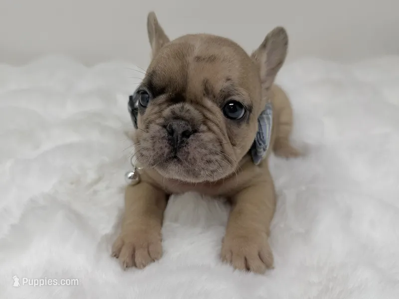 Cookie dough – French Bulldog puppy for sale in Barney, GA