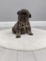 Bear , a male French Bulldog for sale in Barney, GA – 2 of 4