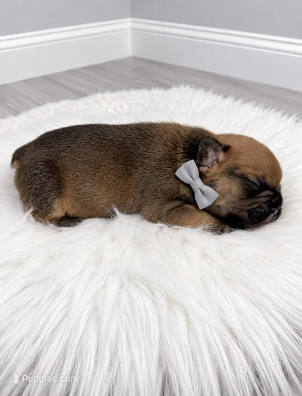 William – French Bulldog puppy for sale in Barney, GA