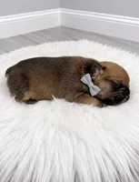 William, a male French Bulldog for sale in Barney, GA – 1 of 3