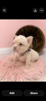 Fluffy Pearl, a female French Bulldog for sale in Barney, GA – 3 of 8