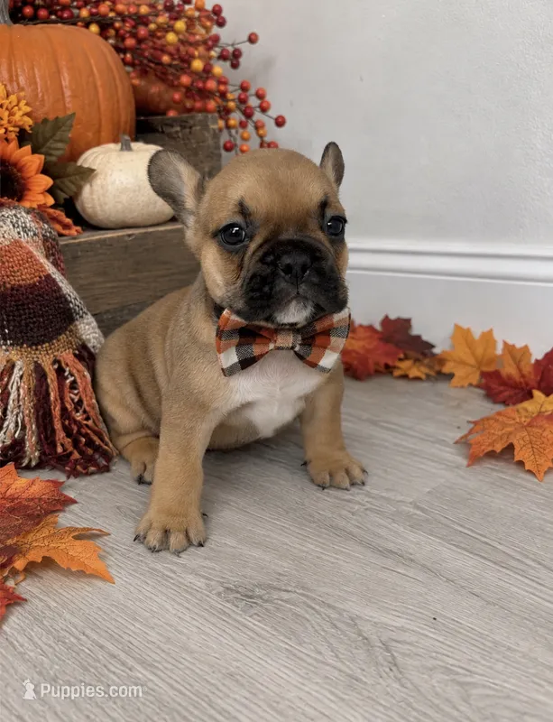 William – French Bulldog puppy for sale in Barney, GA