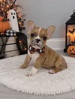 Charles, a male French Bulldog for sale in Barney, GA – 2 of 9