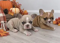 Dexter lilac fawn, a male French Bulldog for sale in Barney, GA – 2 of 10