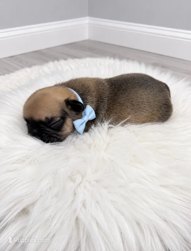 Max – French Bulldog puppy for sale in Barney, GA