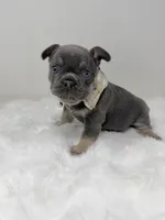 Alex blue tri, a male French Bulldog for sale in Barney, GA – 5 of 8