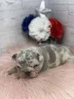 Lilac Merle Tri Stella , a female French Bulldog for sale in Barney, GA – 2 of 5