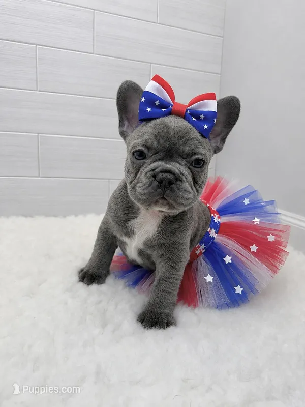 Alex – French Bulldog puppy for sale in Barney, GA