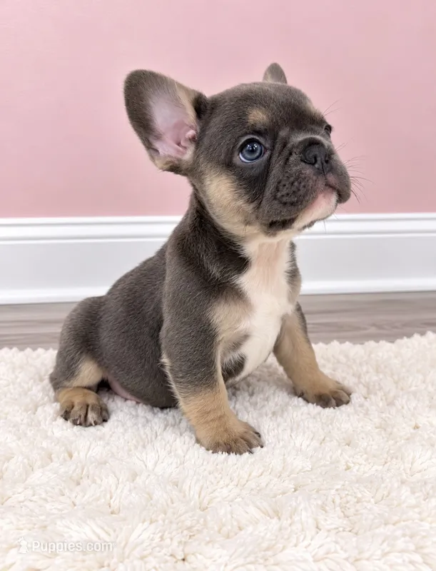 Loves – French Bulldog puppy for sale in Barney, GA