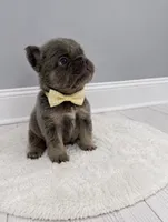 Chewy, a male French Bulldog for sale in Barney, GA – 4 of 4