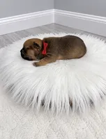 Zeke , a male French Bulldog for sale in Barney, GA – 2 of 3
