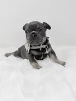 Alex blue tri, a male French Bulldog for sale in Barney, GA – 6 of 8